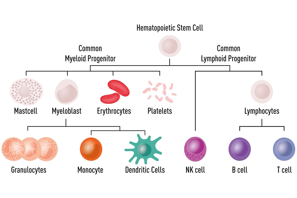 atlas of white blood cells