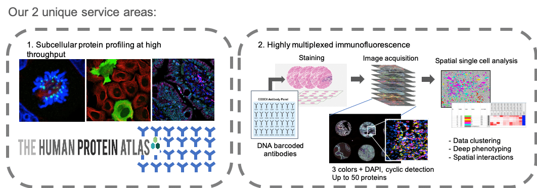 Spatial Proteomics Scilifelab