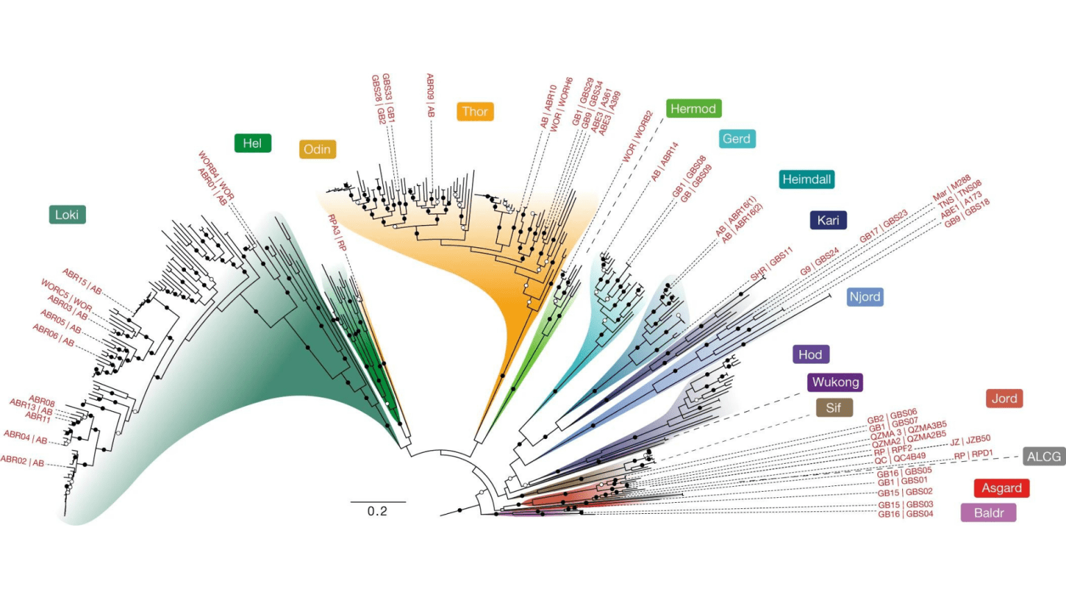 Asgard Archaea unveil insights into complex cell origins - SciLifeLab